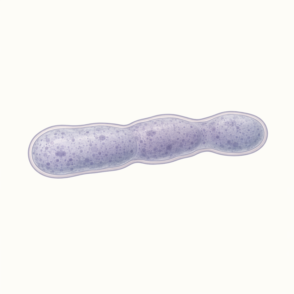 rickettsia