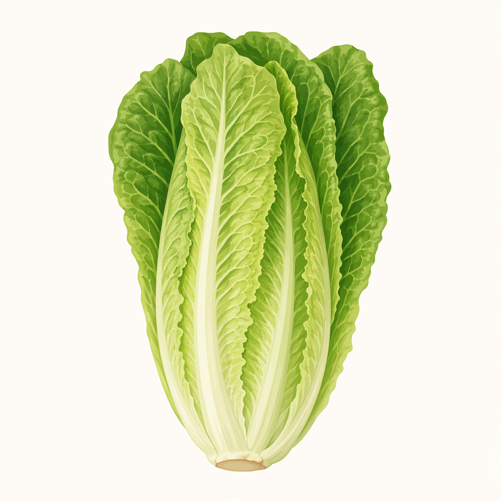 romaine