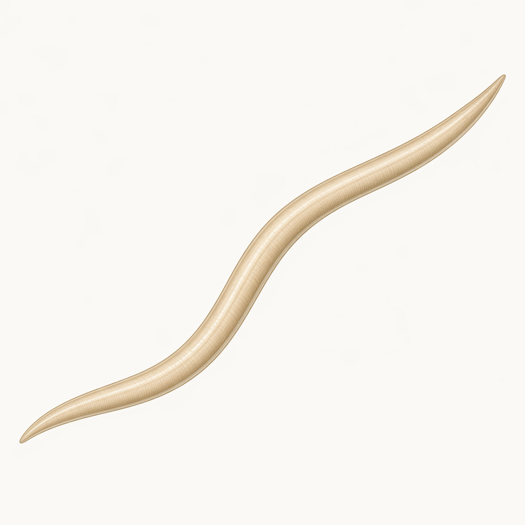 roundworm