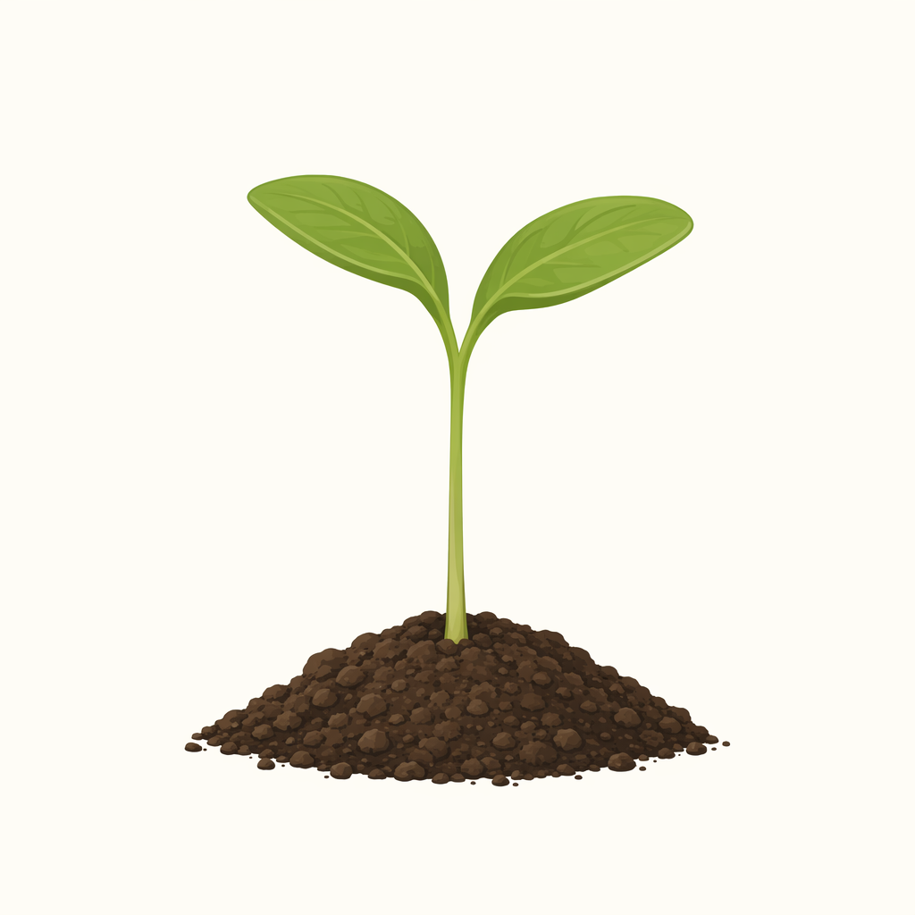 seedling