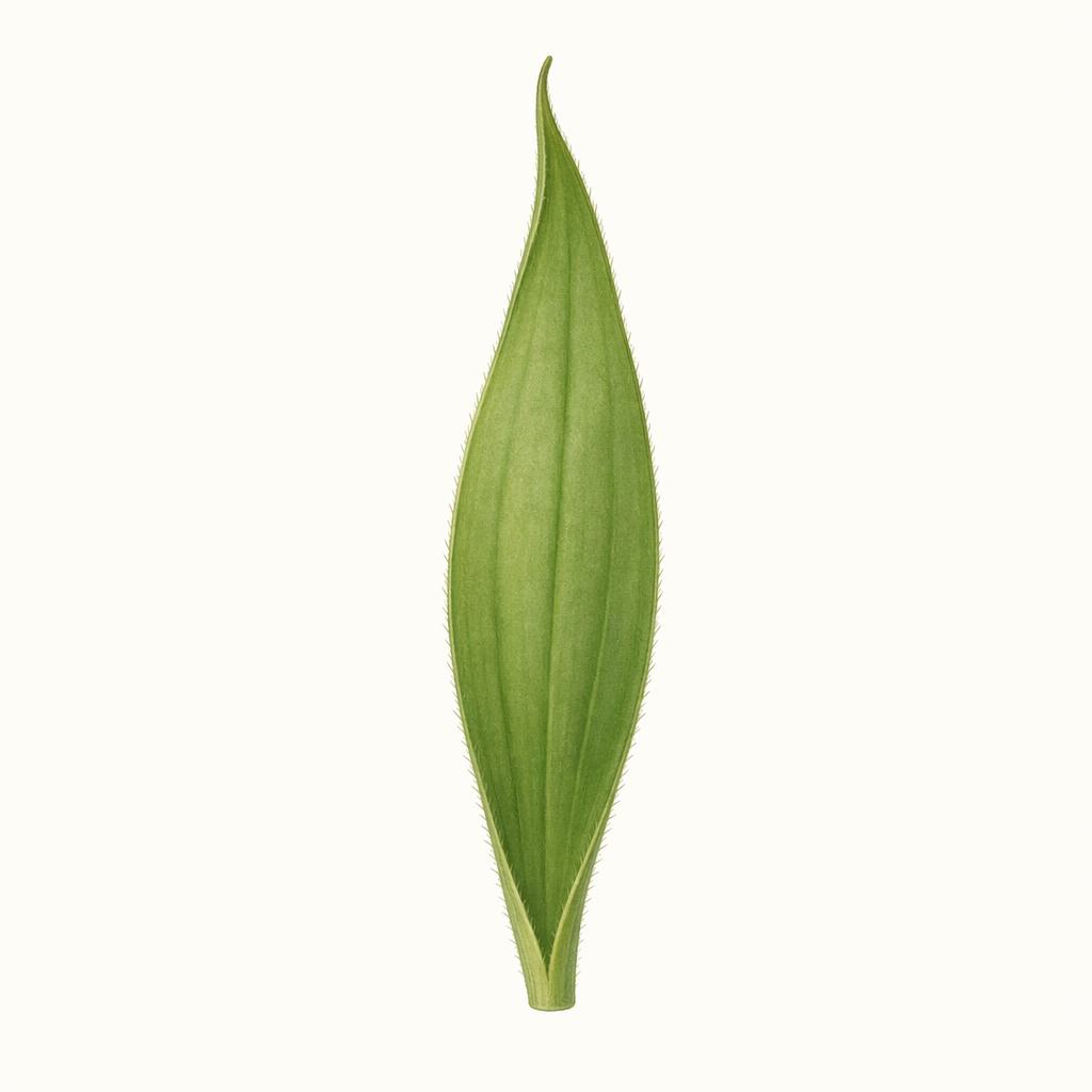 sepal