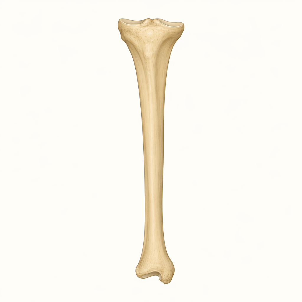 shinbone