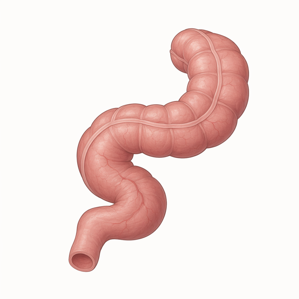 sigmoid