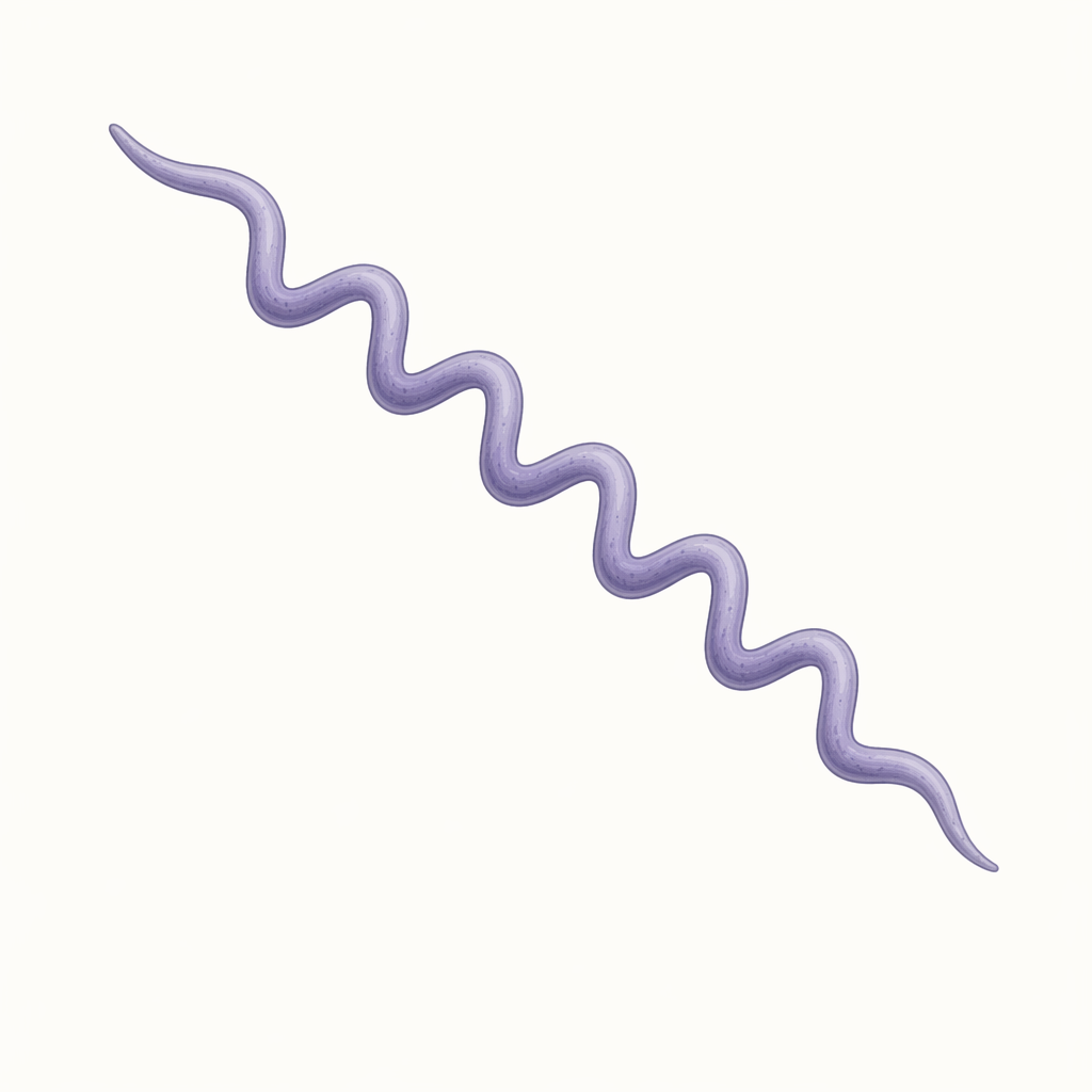 spirochete