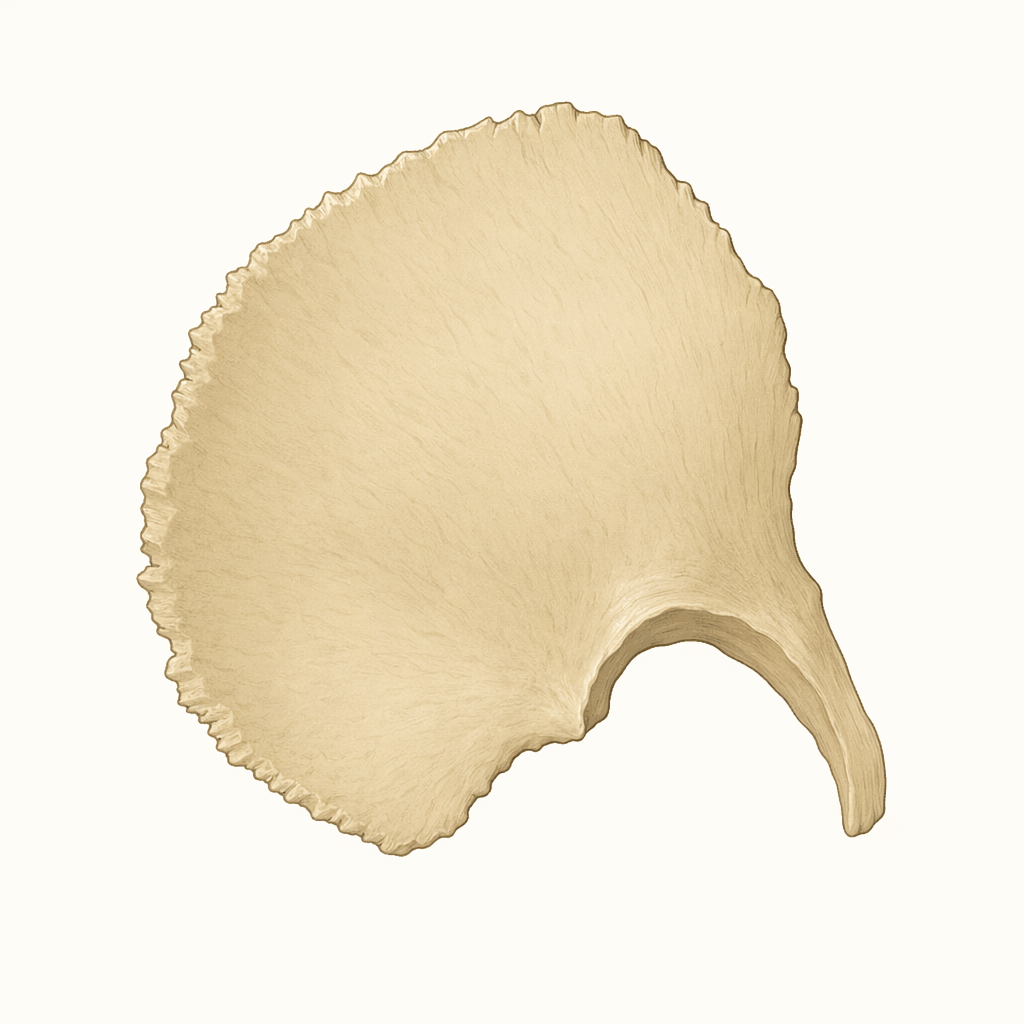 squamosal