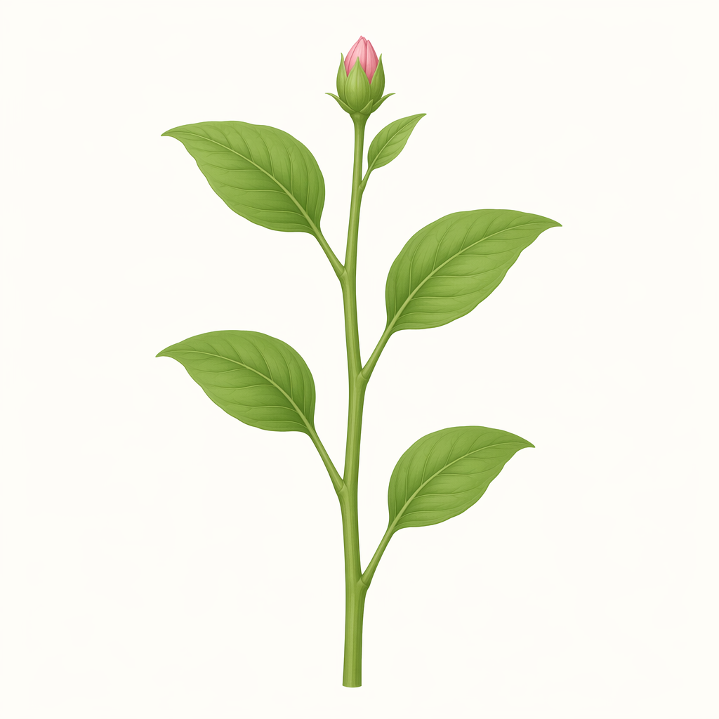stem