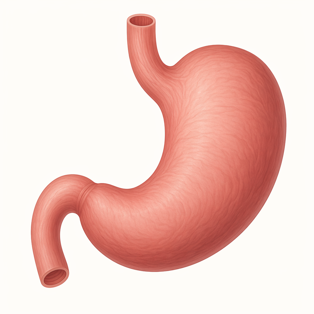 stomach