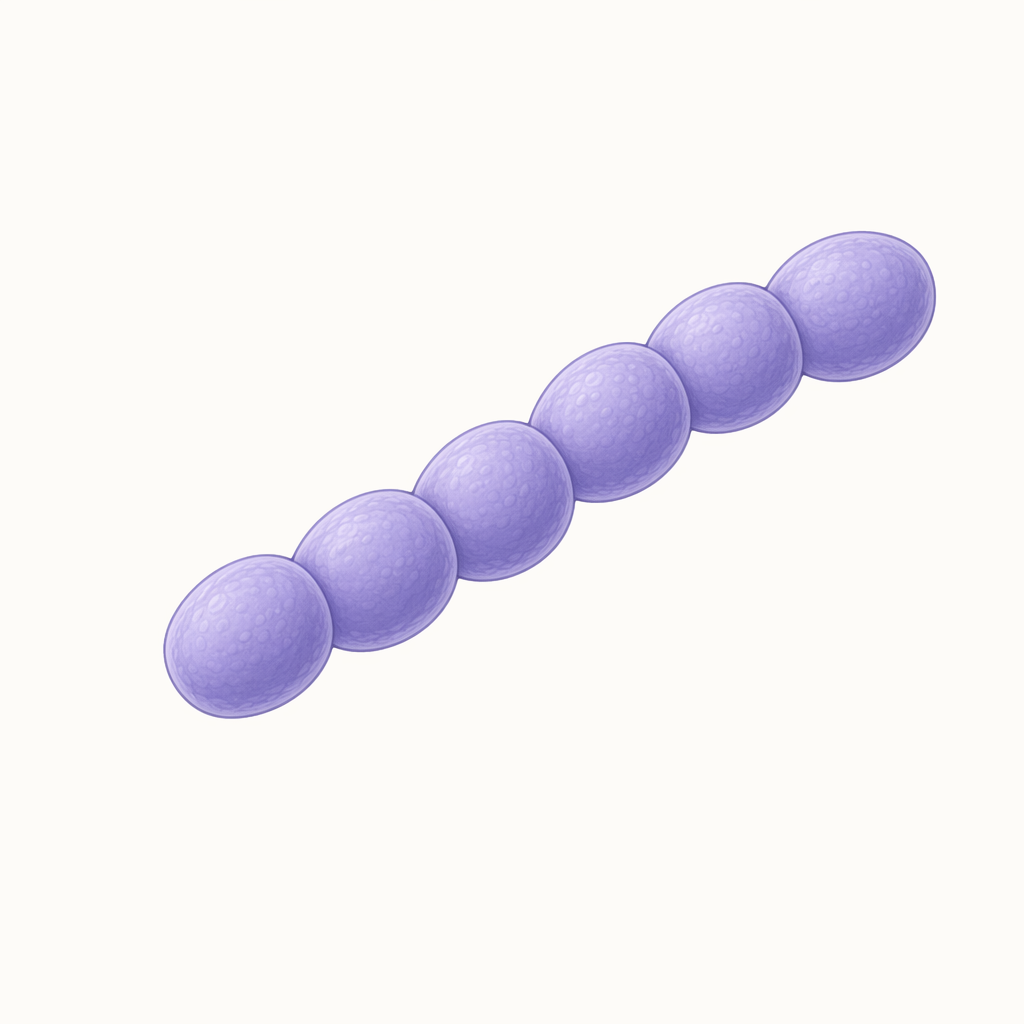 streptococcus