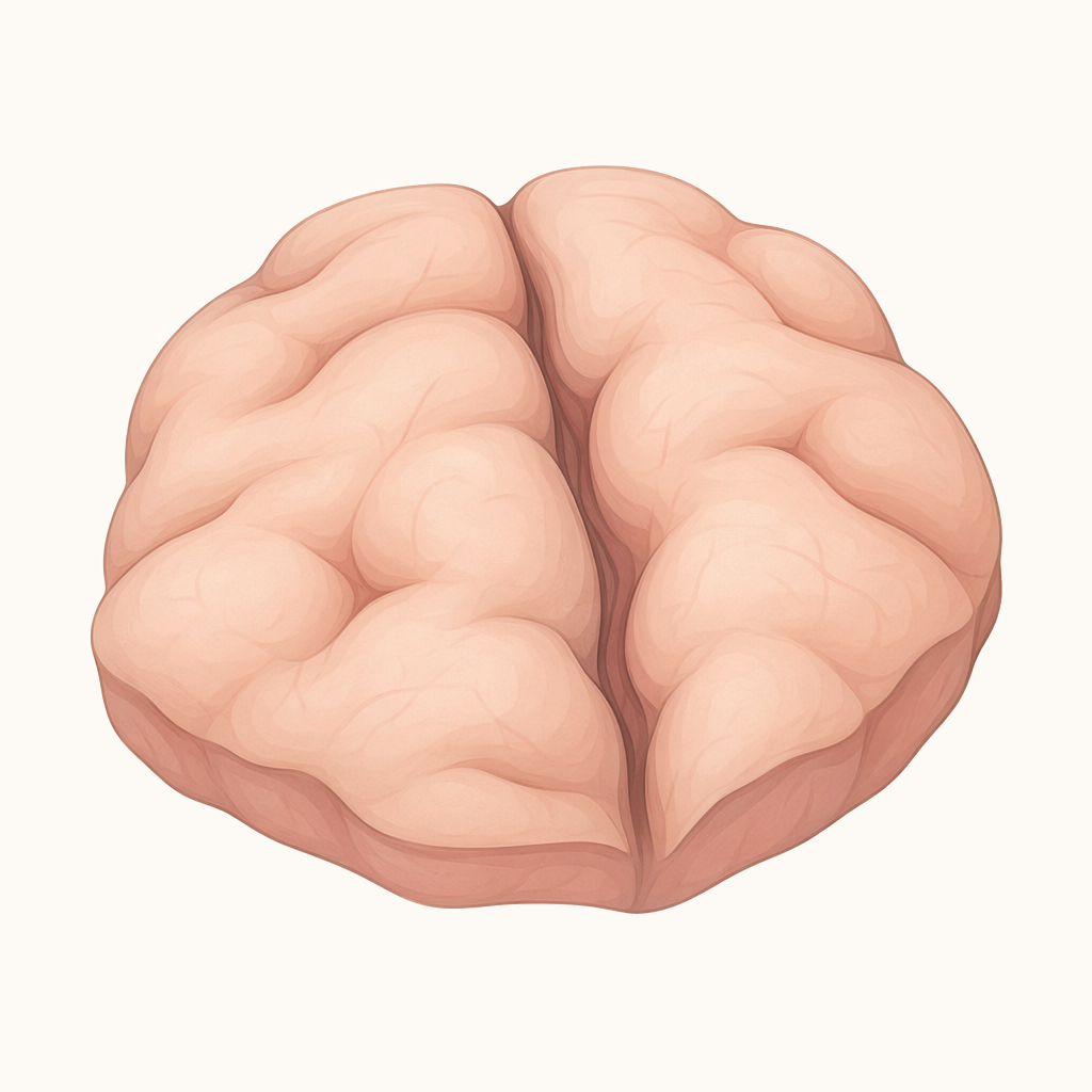 sulcus