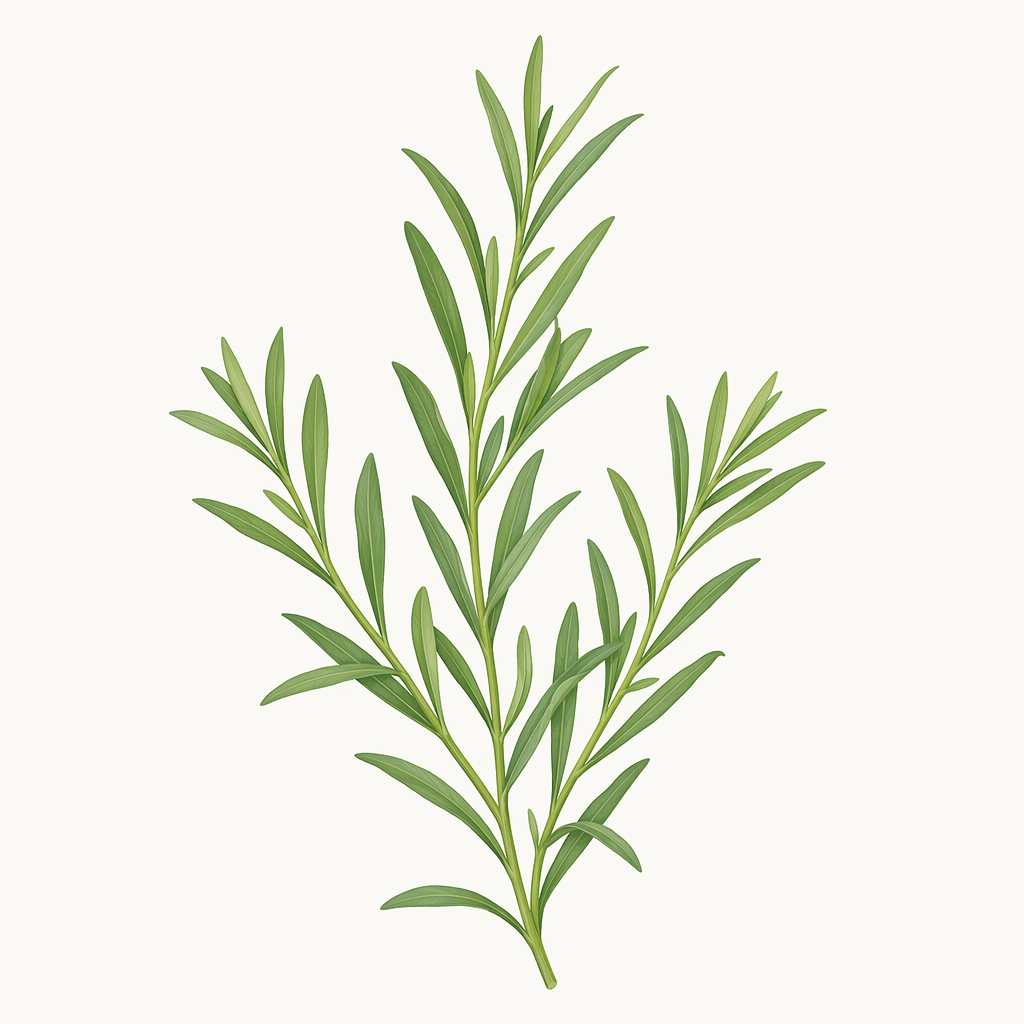 tarragon