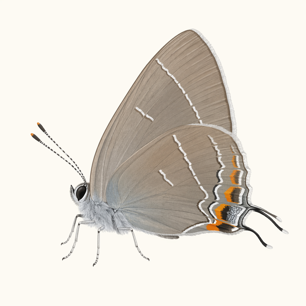 thecla