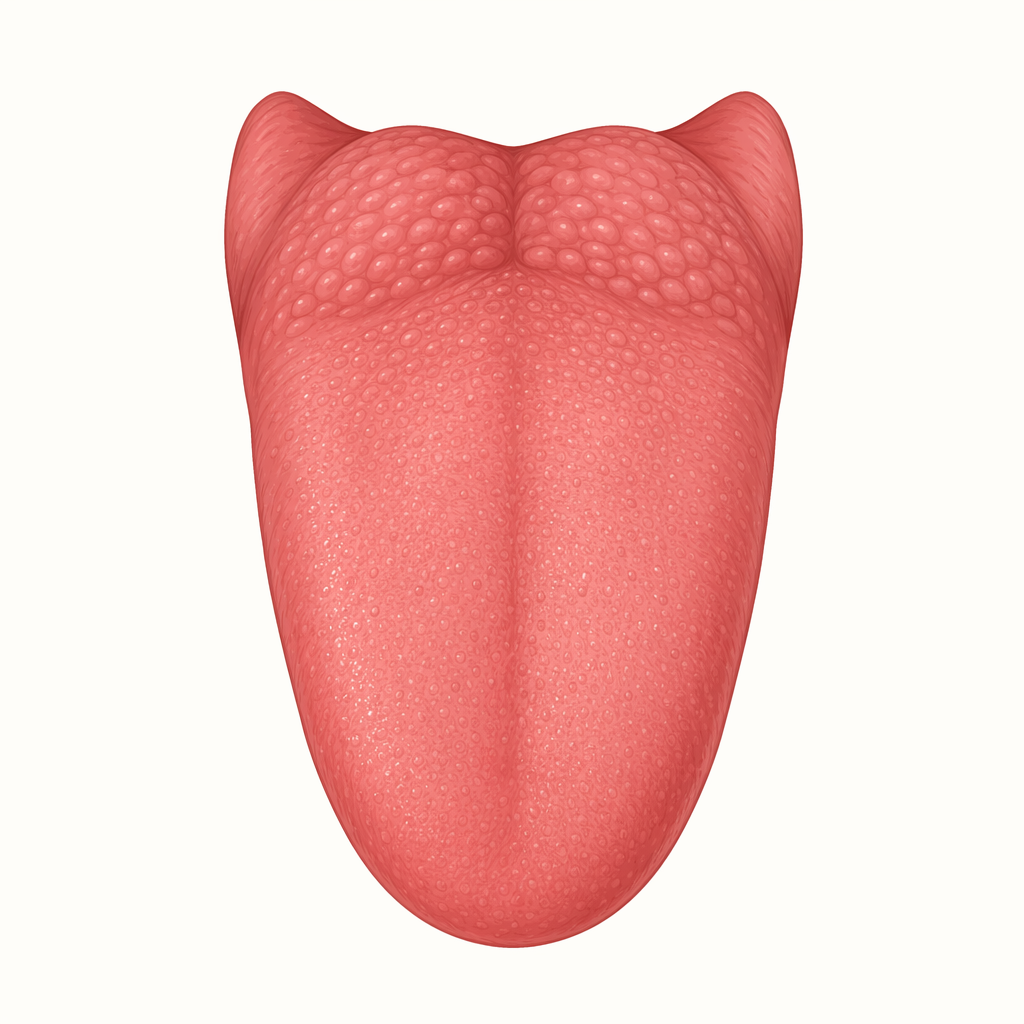tongue