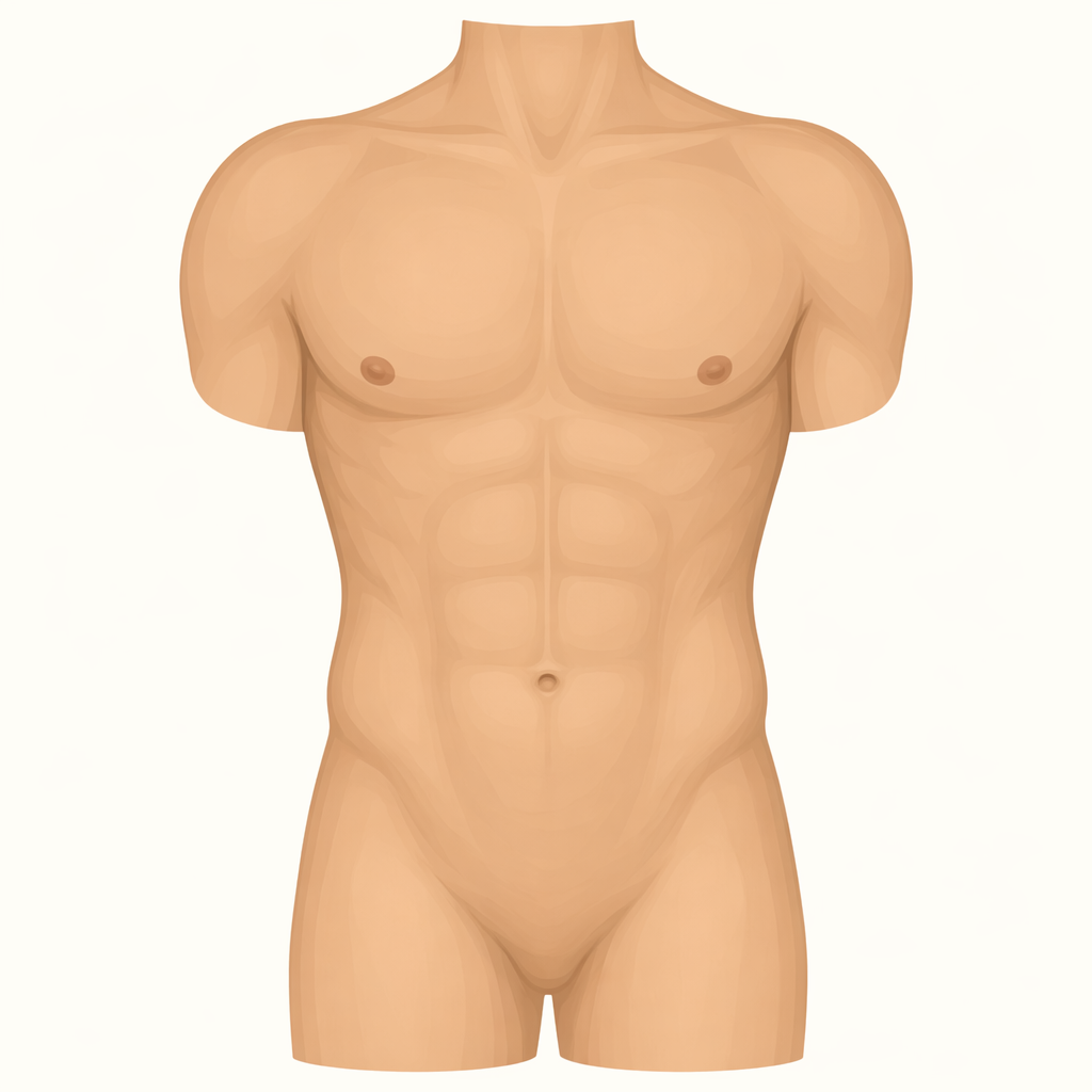 torso
