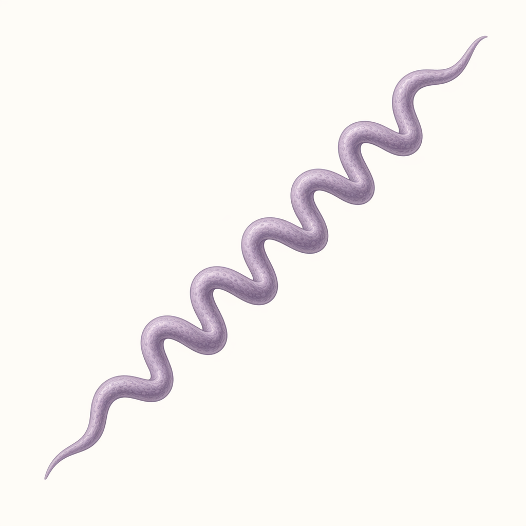 treponema