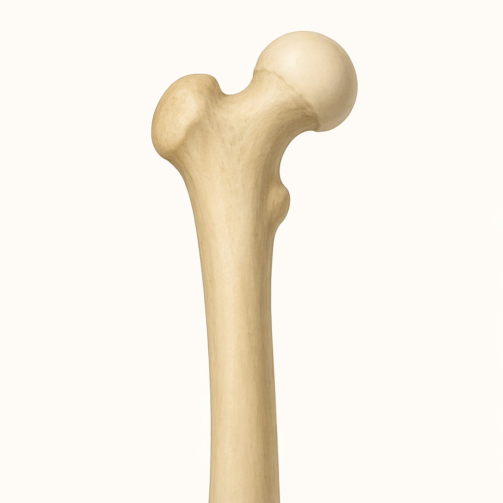 trochanter