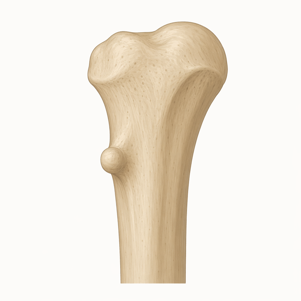 tubercle