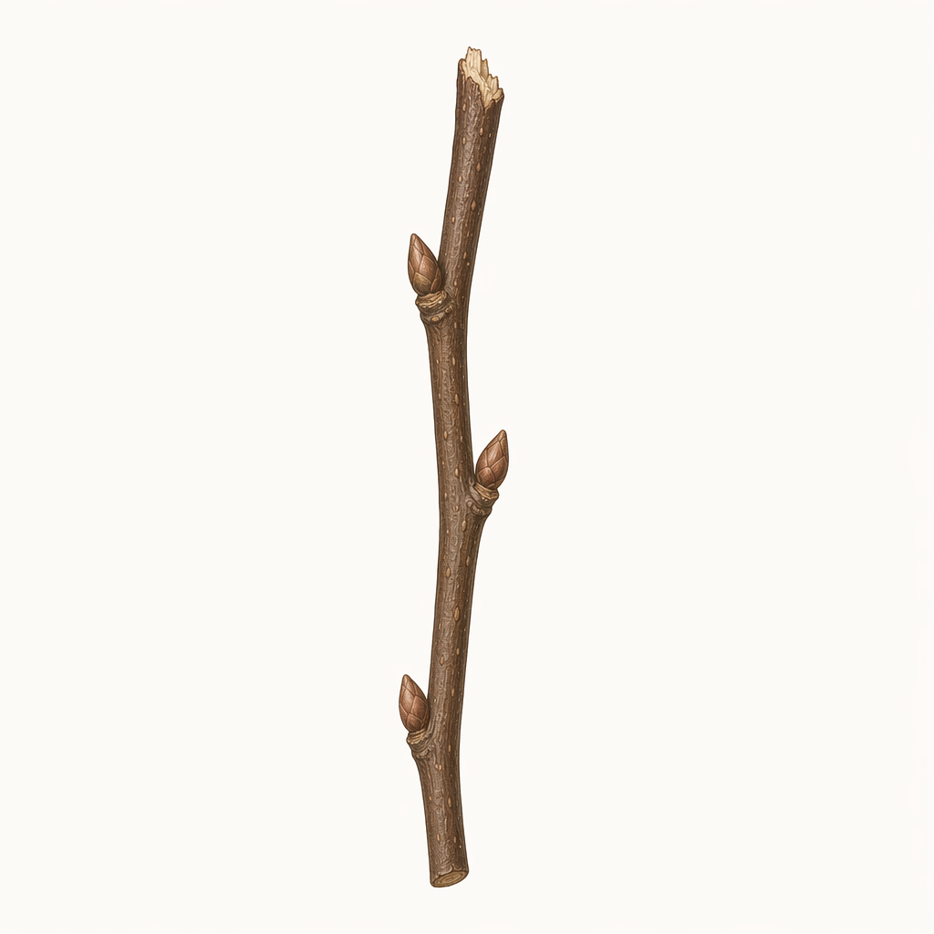 twig