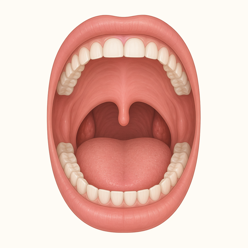 uvula
