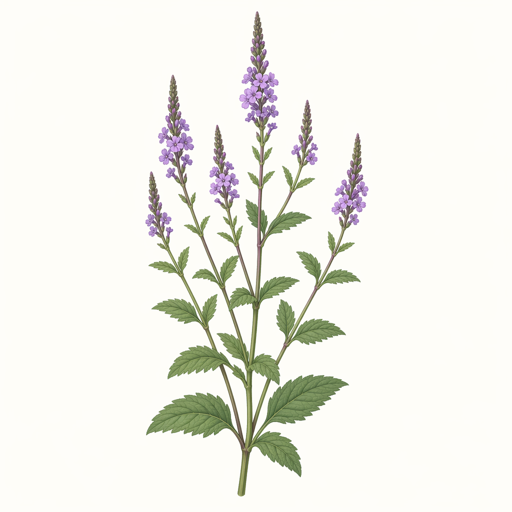 vervain