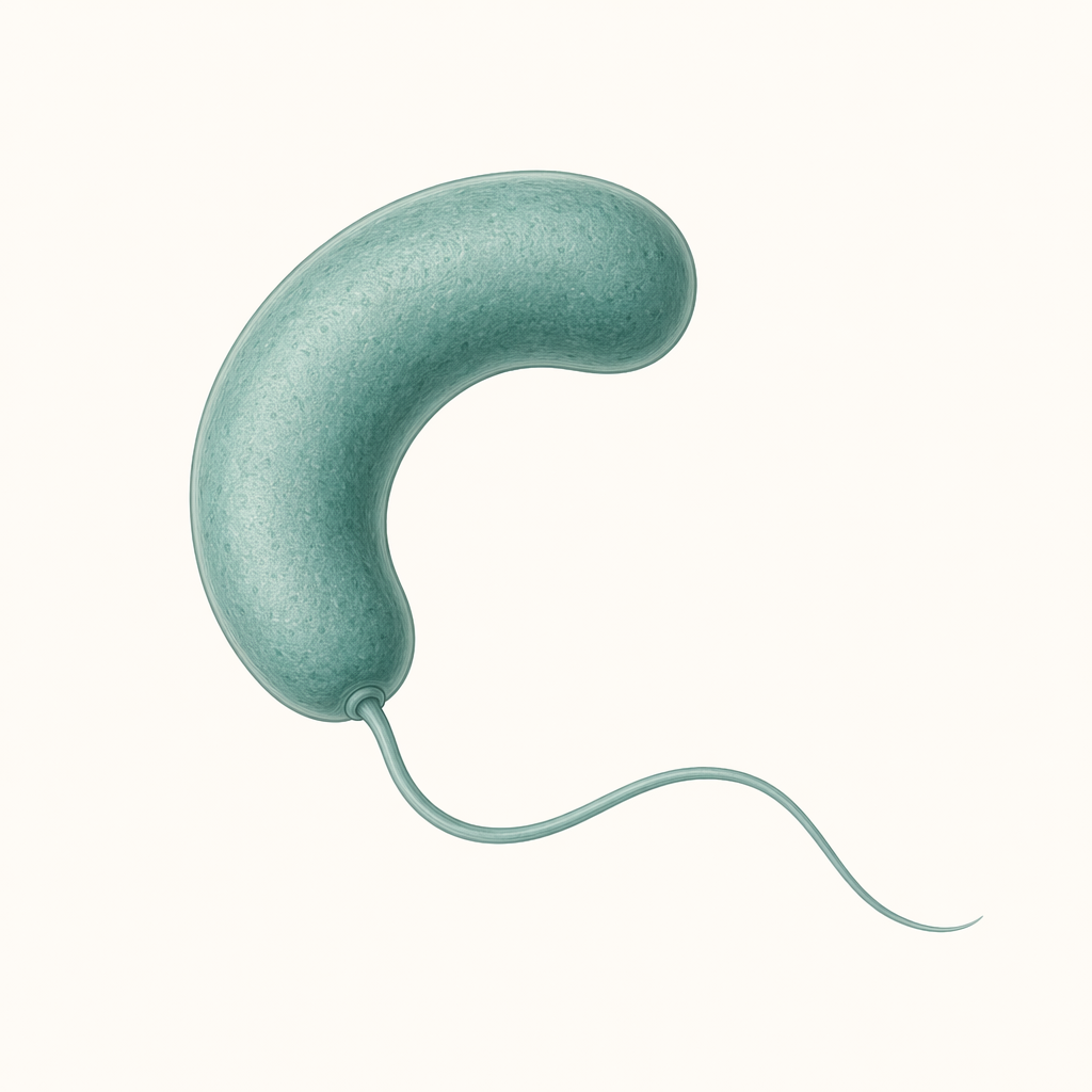 vibrio