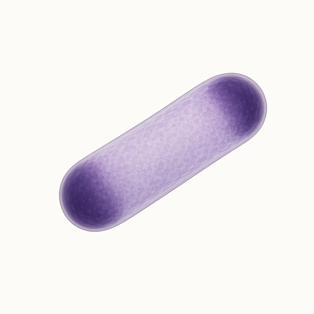 Yersinia